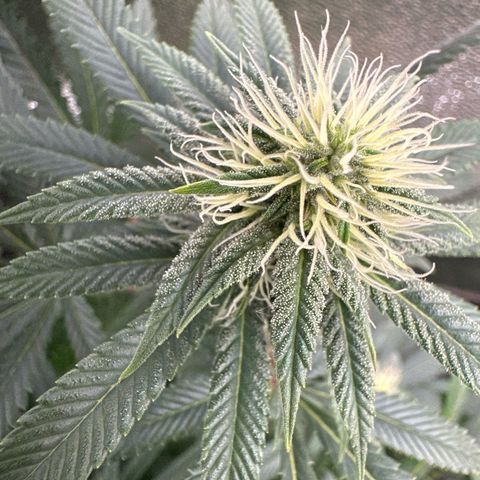 Special Queen 1  #3 growlog timeline photo