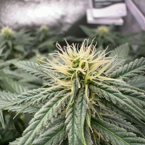 Special Queen 1  #3 growlog timeline photo