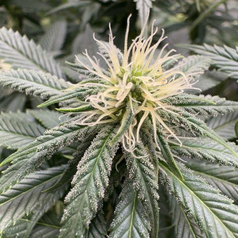 Special Queen 1  #3 growlog timeline photo
