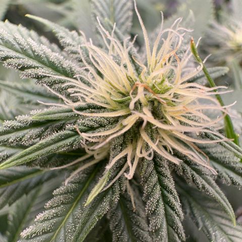 Special Queen 1  #3 growlog timeline photo