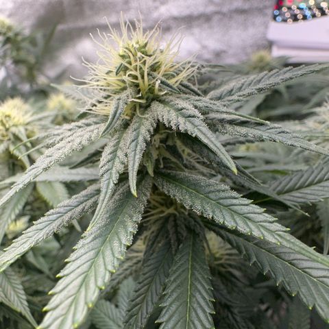 Special Queen 1  #3 growlog timeline photo