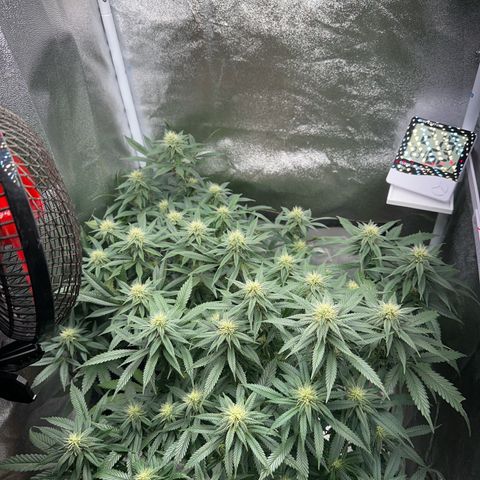 Special Queen 1  #3 growlog timeline photo