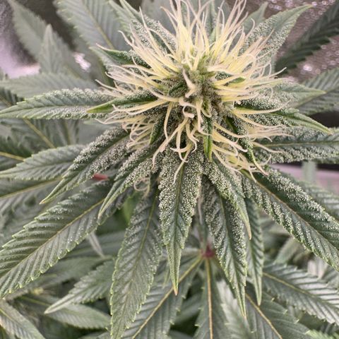 Special Queen 1  #3 growlog timeline photo