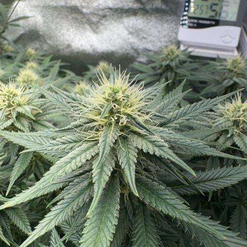 Special Queen 1  #3 growlog timeline photo