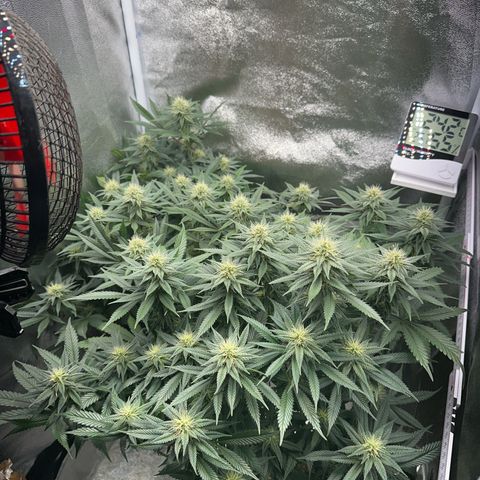 Special Queen 1  #3 growlog timeline photo