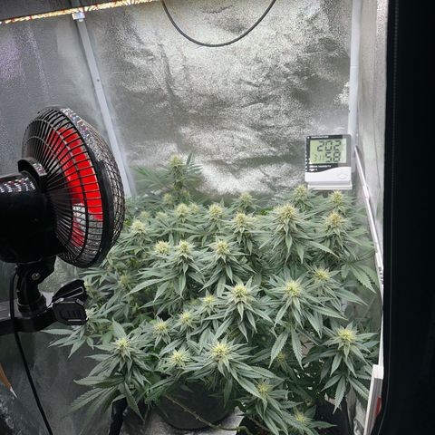 Special Queen 1  #3 growlog timeline photo