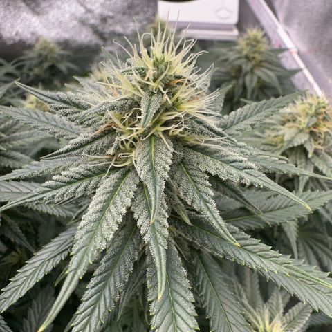 Special Queen 1  #3 growlog timeline photo