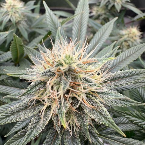 Special Queen 1  #3 growlog timeline photo