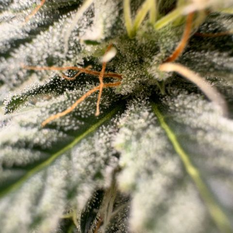Special Queen 1  #3 growlog timeline photo
