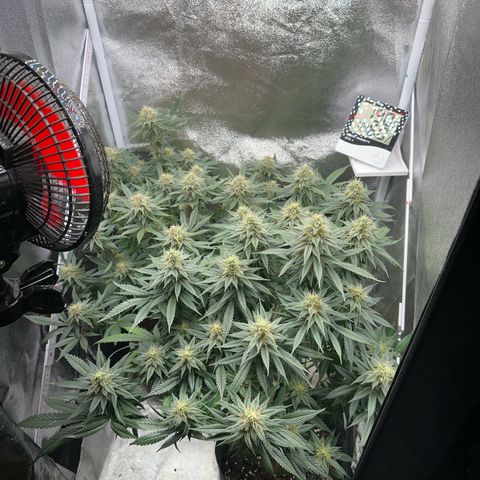 Special Queen 1  #3 growlog timeline photo