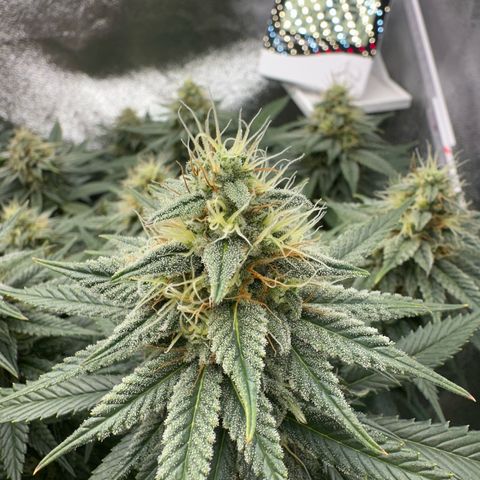 Special Queen 1  #3 growlog timeline photo