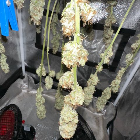 Special Queen 1  #3 growlog timeline photo