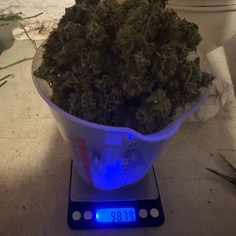 Special Queen 1  #3 growlog timeline photo