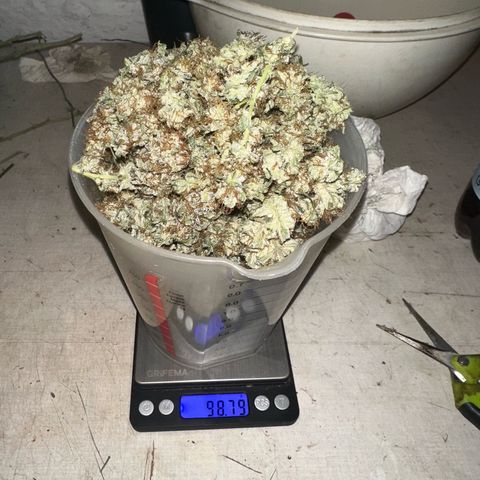 Special Queen 1  #3 growlog timeline photo