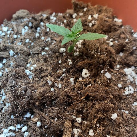 Varietà sconosciuta growlog timeline photo
