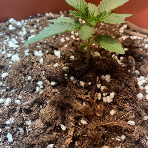 Varietà sconosciuta growlog timeline photo