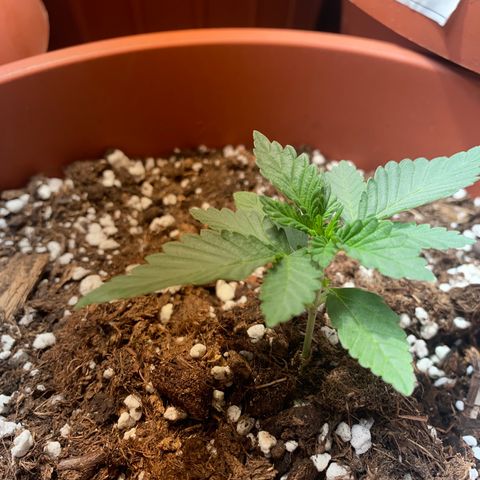 Varietà sconosciuta growlog timeline photo