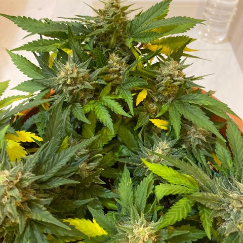 Varietà sconosciuta growlog timeline photo