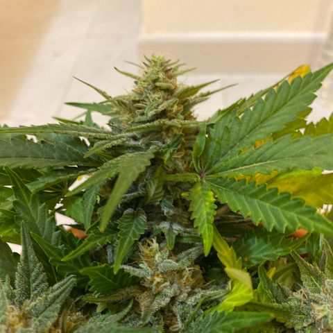 Varietà sconosciuta growlog timeline photo