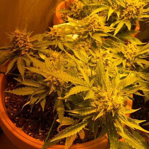 Varietà sconosciuta growlog timeline photo