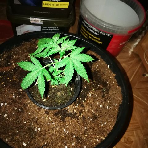 AK 47 4eme growlog timeline photo