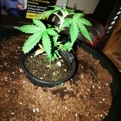 AK 47 4eme growlog timeline photo