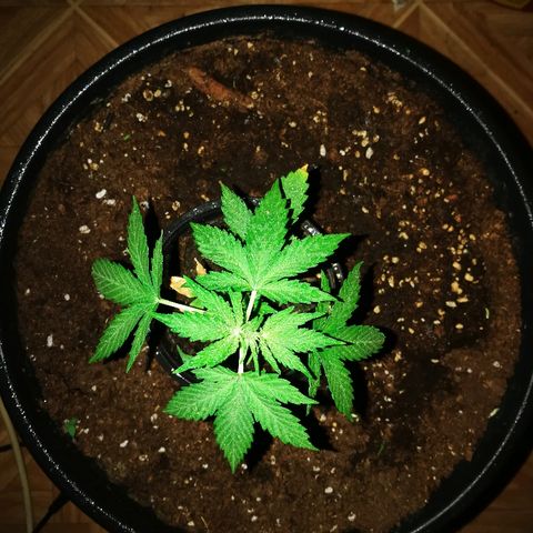 AK 47 4eme growlog timeline photo