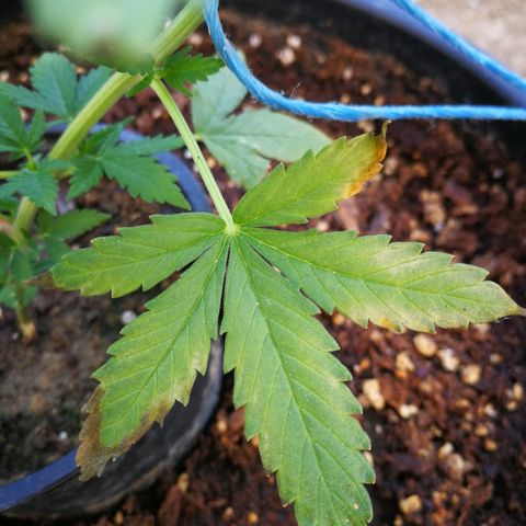AK 47 4eme growlog timeline photo