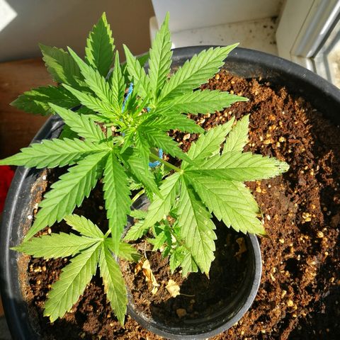 AK 47 4eme growlog timeline photo