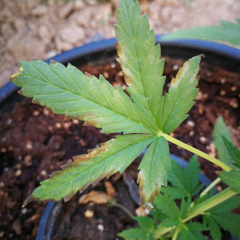 AK 47 4eme growlog timeline photo