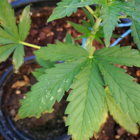 AK 47 4eme growlog timeline photo