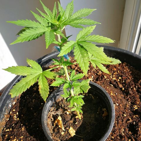 AK 47 4eme growlog timeline photo