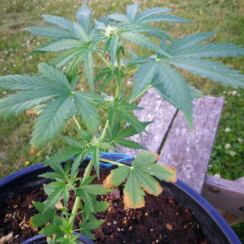 AK 47 4eme growlog timeline photo