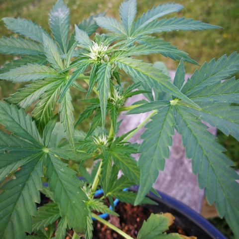 AK 47 4eme growlog timeline photo