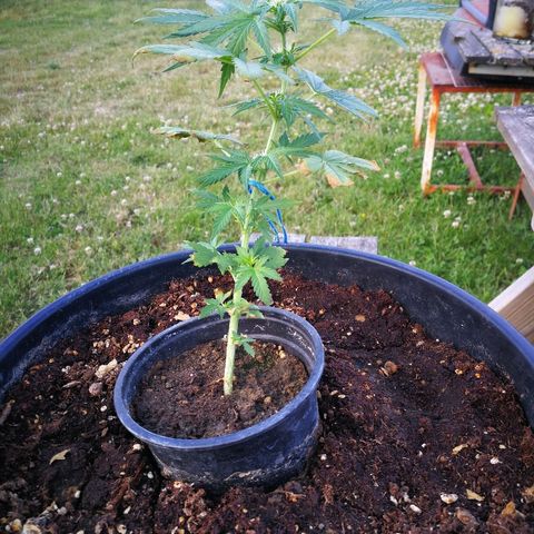 AK 47 4eme growlog timeline photo