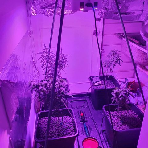 Unknown strain growlog photo: temp 28, humidity 71%