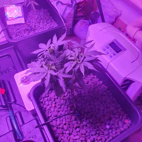 Unknown strain growlog timeline photo