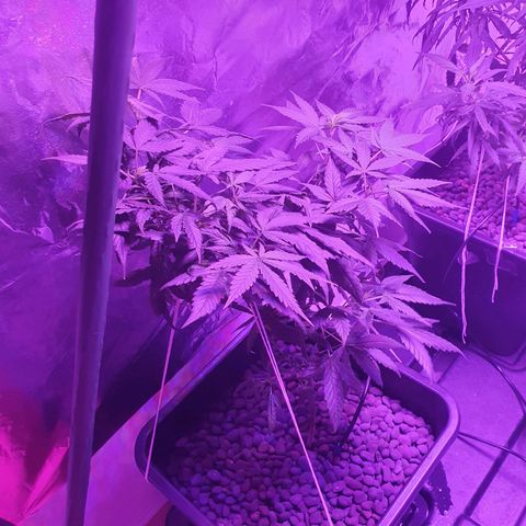 Unknown strain growlog timeline photo