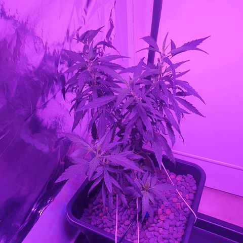 Unknown strain growlog timeline photo