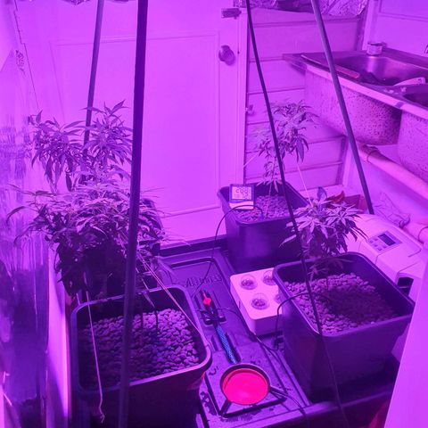 Unknown strain growlog timeline photo