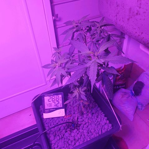 Unknown strain growlog timeline photo
