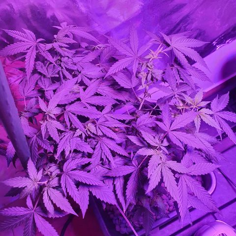 Unknown strain growlog photo: still growing leaves