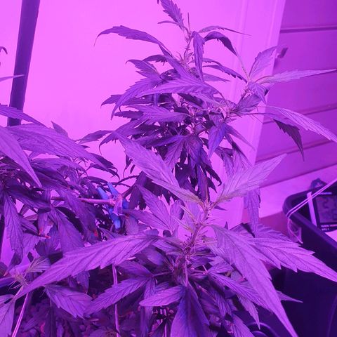 Unknown strain growlog photo: still growing pistules
