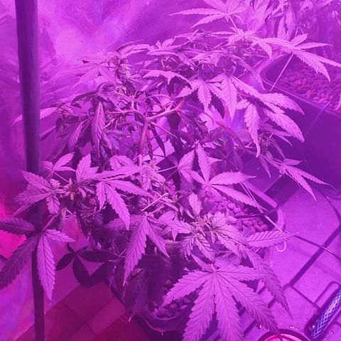 Unknown strain growlog timeline photo