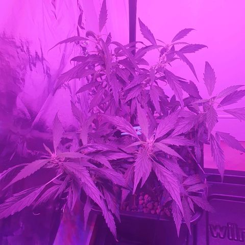 Unknown strain growlog timeline photo