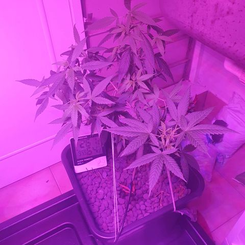 Unknown strain growlog timeline photo