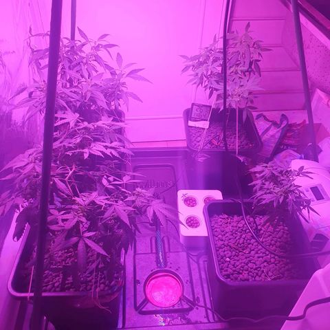 Unknown strain growlog timeline photo