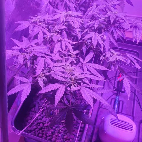 Unknown strain growlog timeline photo