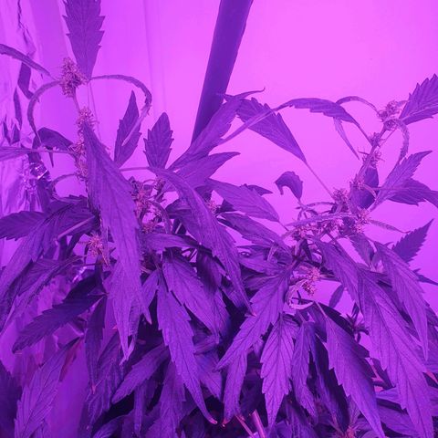 Unknown strain growlog timeline photo