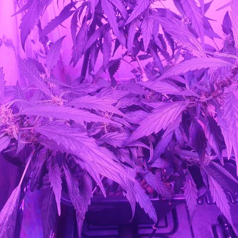 Unknown strain growlog timeline photo